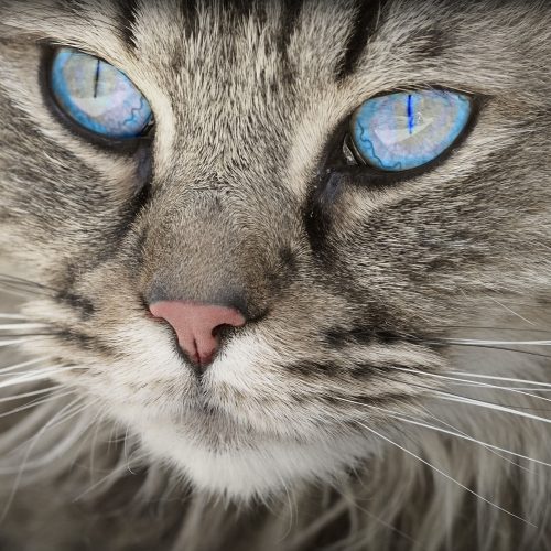 les questions - Animaliers